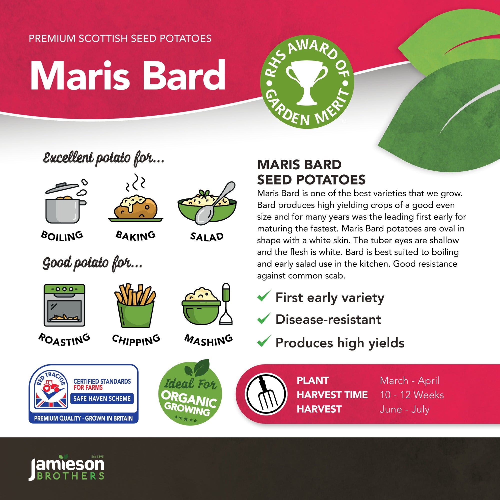 Maris Bard Seed Potatoes