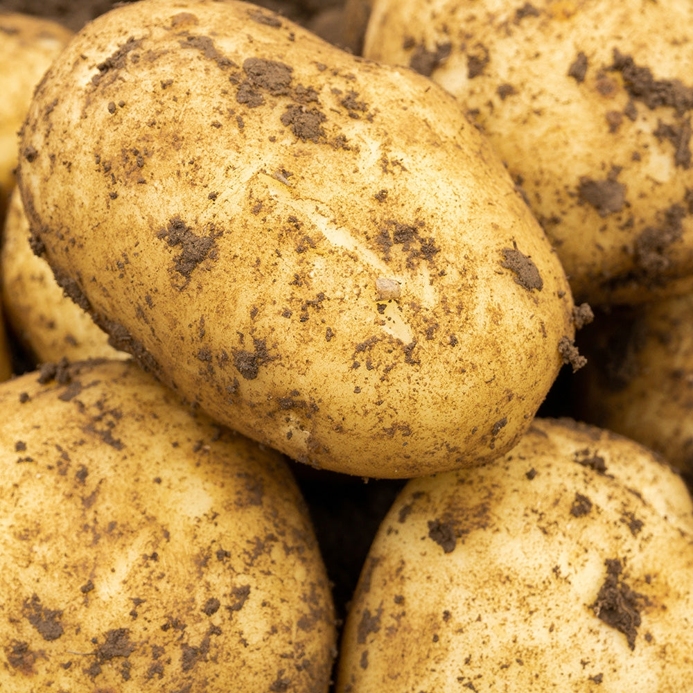 Maris Peer (2kg - Approx. 20-25 Tubers) Christmas Harvest Seed Potatoes