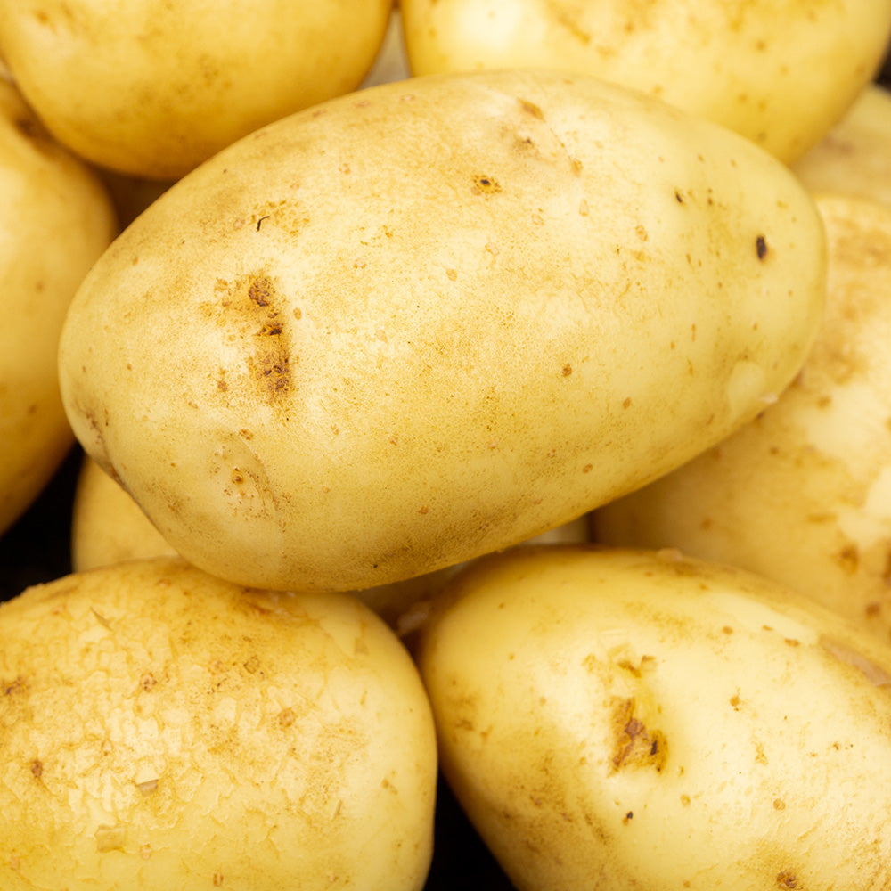 Maris Piper Seed Potatoes