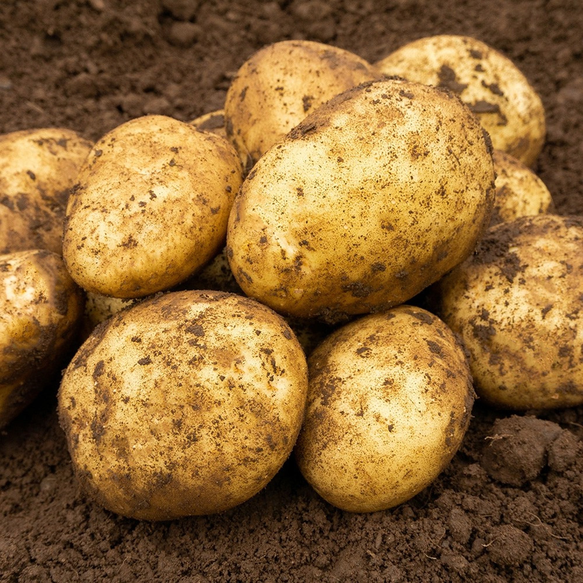SpudMan Jazzy (6 Tubers) Christmas Harvest Seed Potatoes