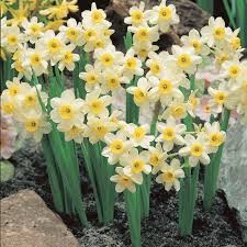 Minnow Daffodil Bulbs (20 bulbs) - Dwarf Daffodils by Jamieson Brothers