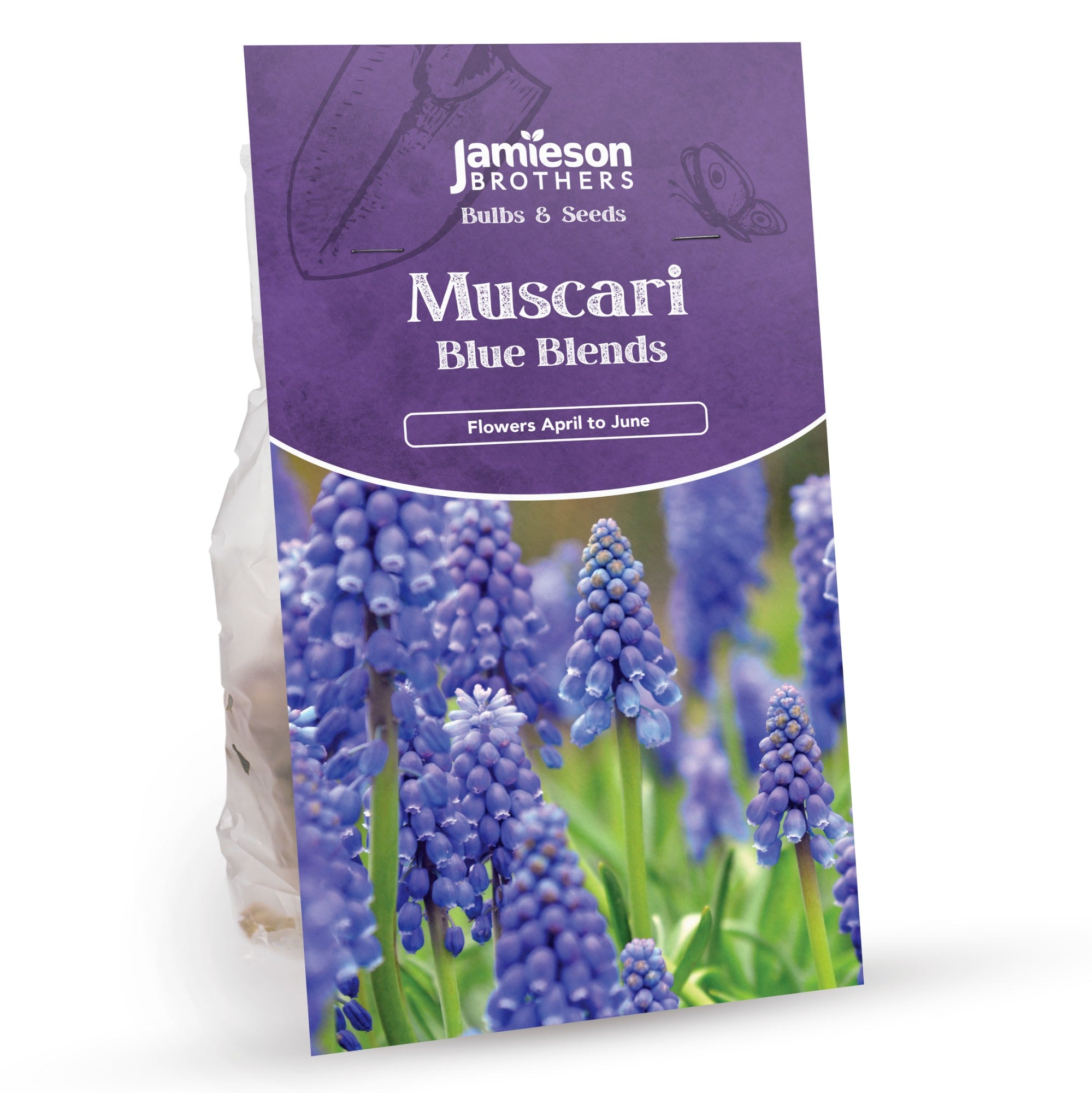 Muscari Bulbs - Blue Blends (40 bulbs) by Jamieson Brothers