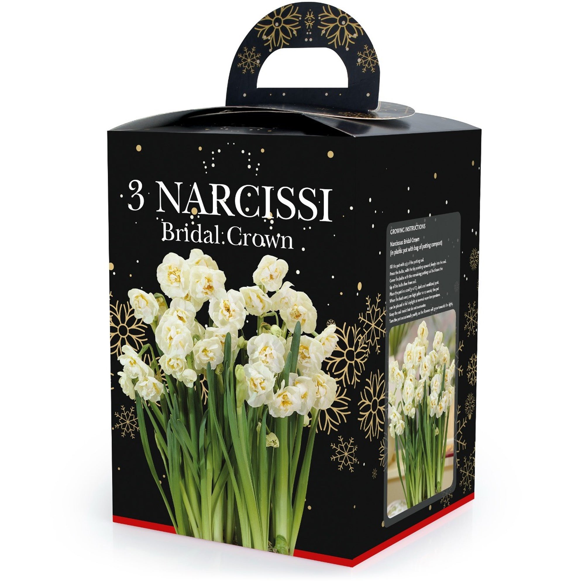 Narcissus Bridal Crown (3 bulb) - Gift Box by Jamieson Brothers