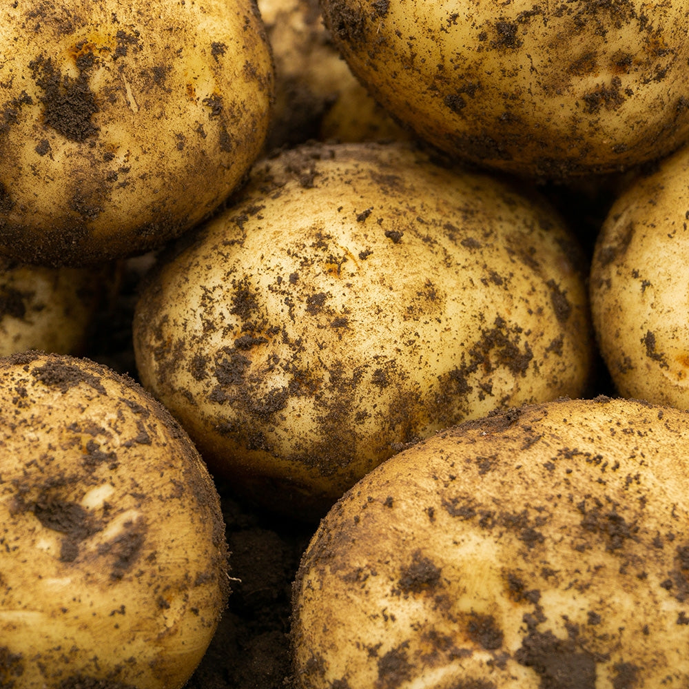 Orla Seed Potatoes