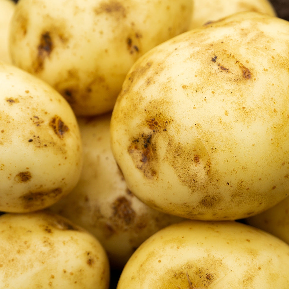 Orla Seed Potatoes