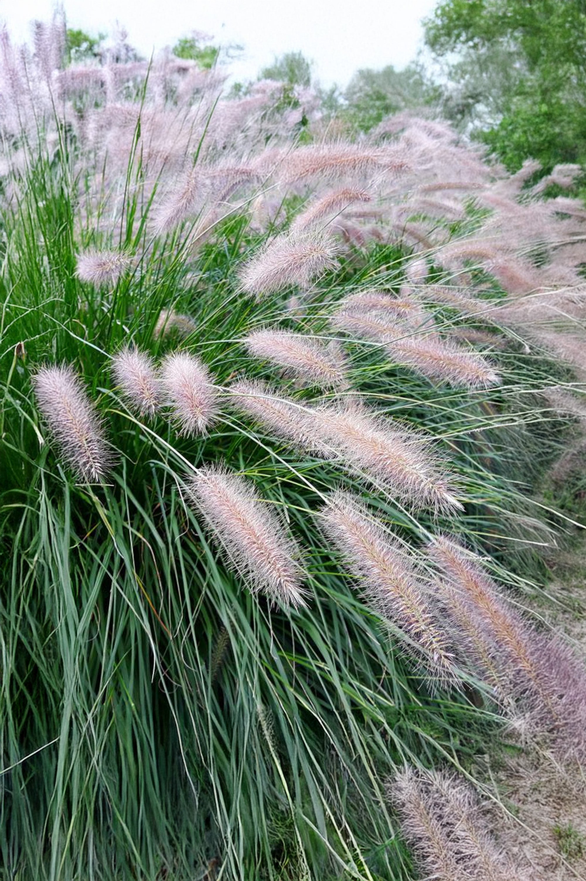 Pennisetum Alopecuroides Hameln