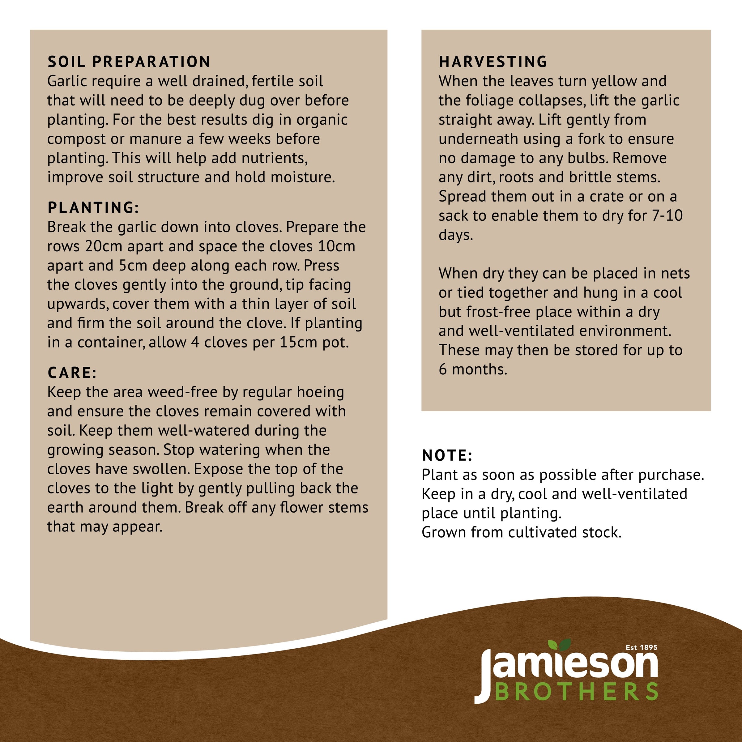 Autumn White Garlic Bulbs - 4pcs