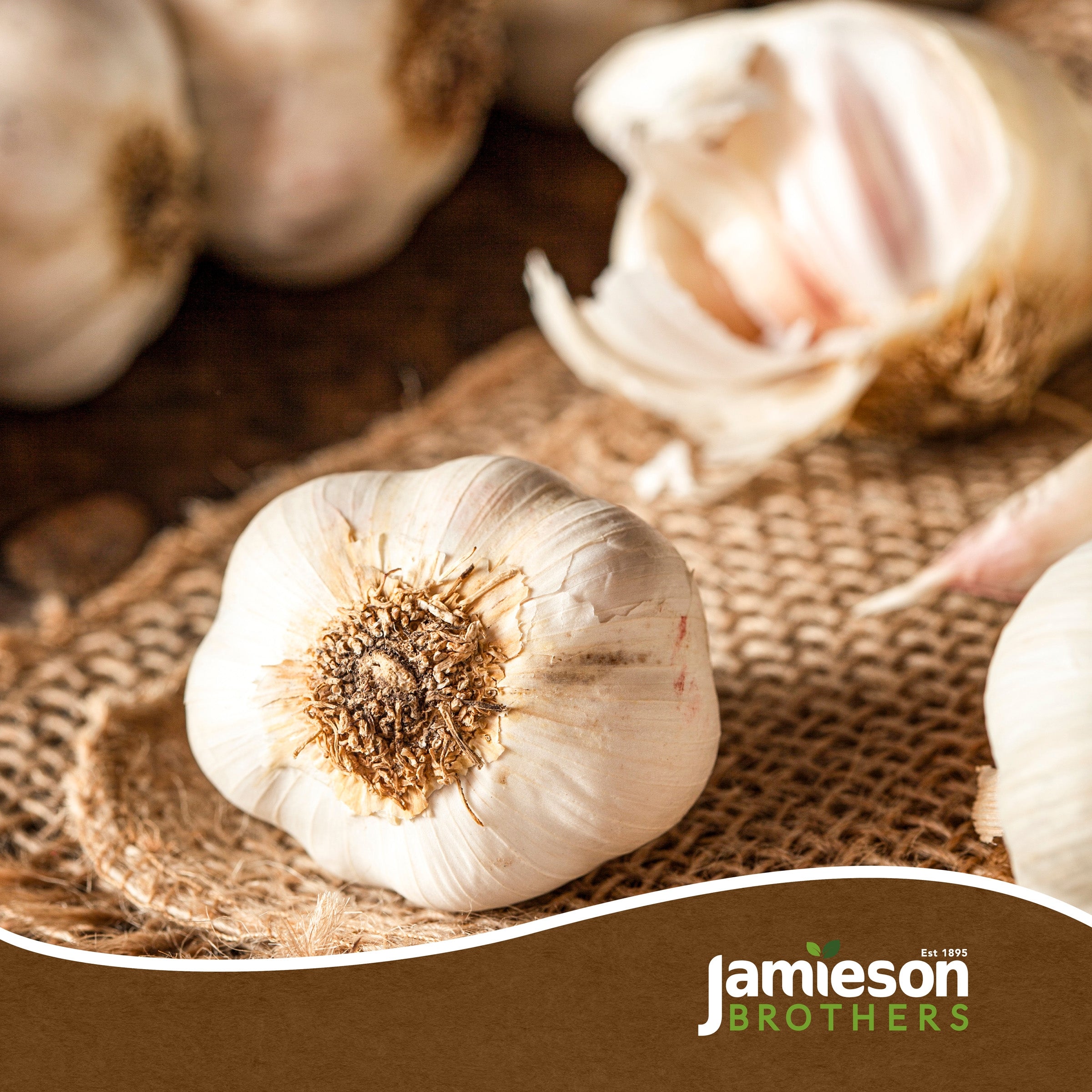 Autumn White Garlic Bulbs - 4pcs