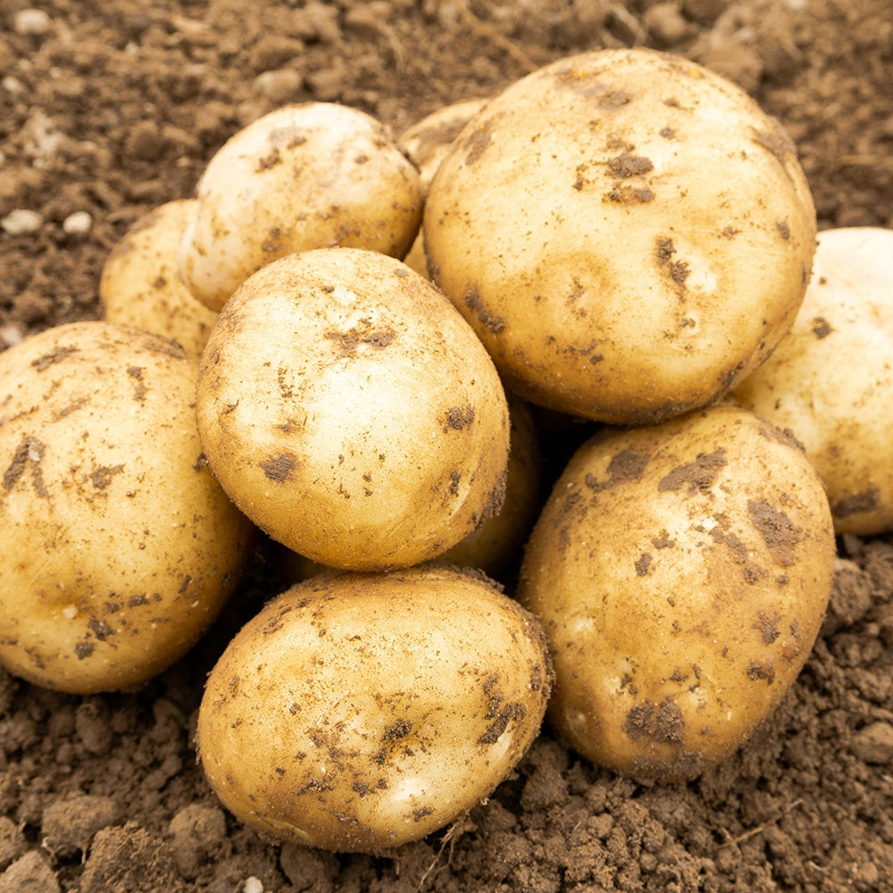 Rocket (2kg - Approx. 20-25 Tubers) Christmas Harvest Seed Potatoes