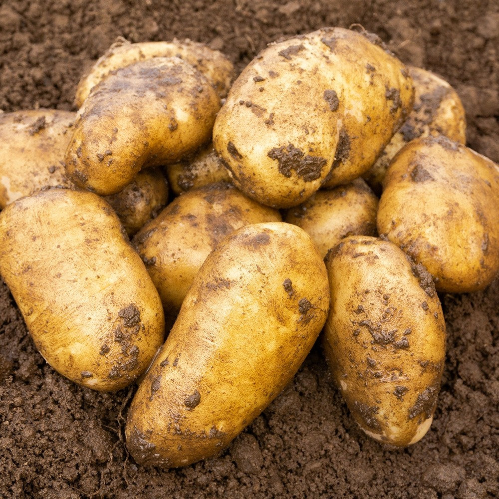 Sharpes Express (2kg - Approx. 20-25 Tubers) Summer Planting Seed Potatoes