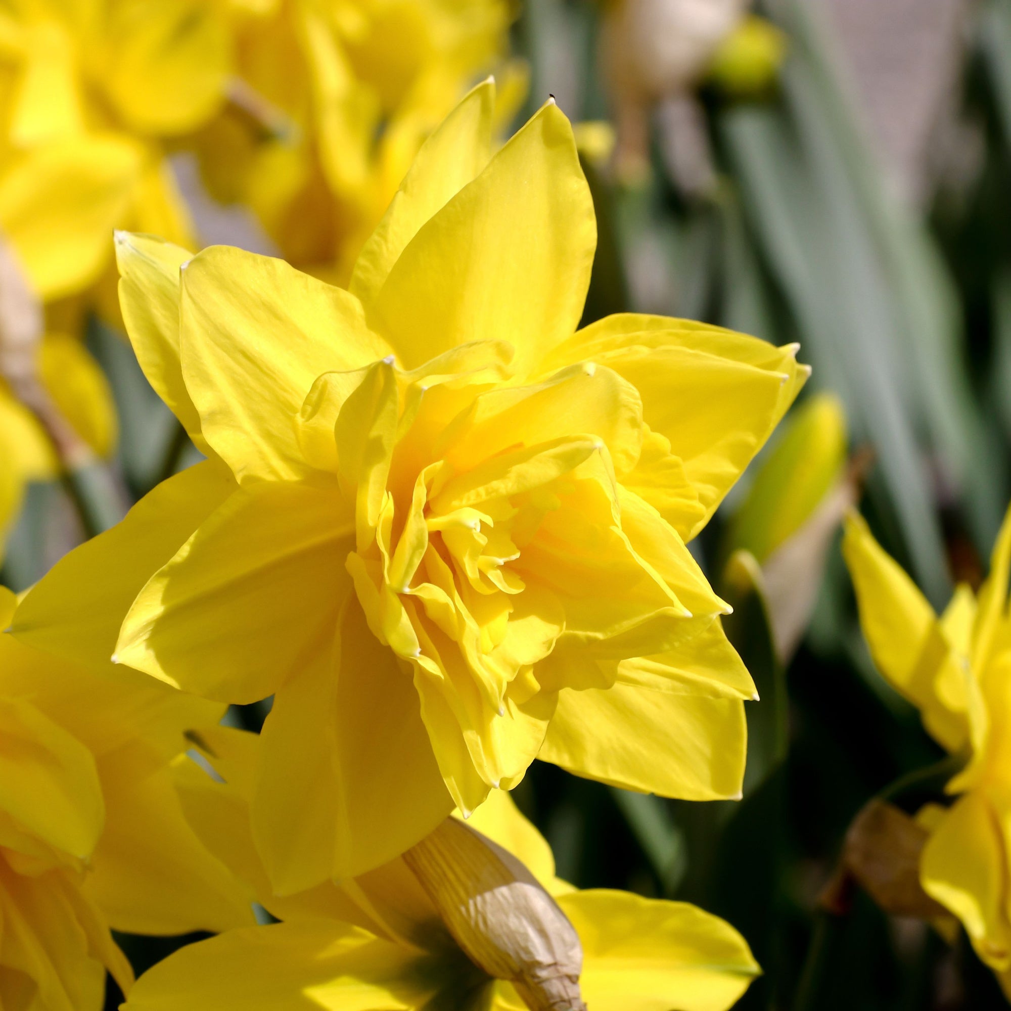 Golden Ducat Daffodil Bulbs (15 Bulbs) by Jamieson Brothers