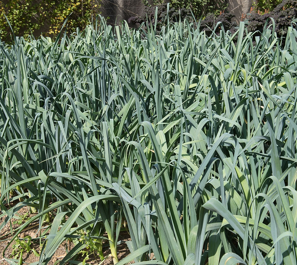 Leek Musselburgh Vegetable Seeds