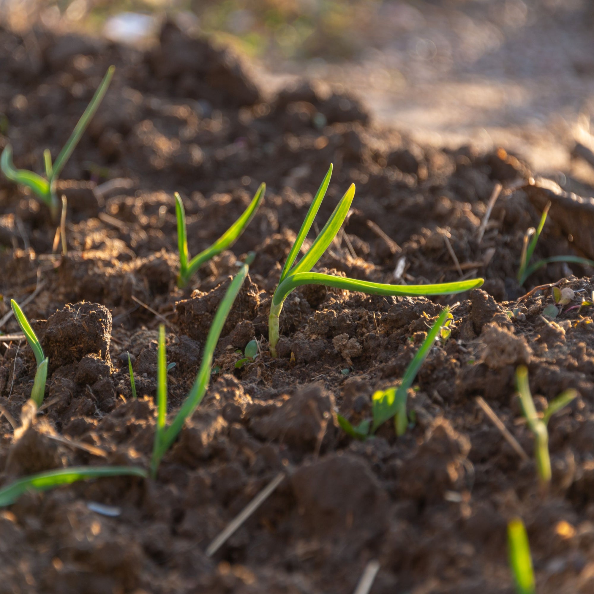 Lawnmix Top Soil 30L by Jamieson Brothers