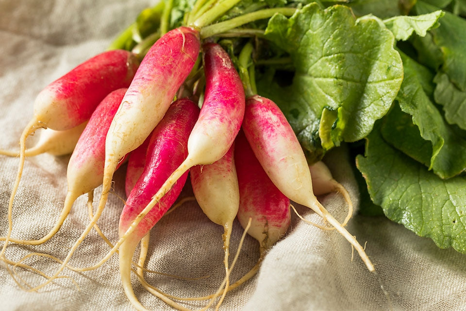 Radish French Breakfast Vegetable Seeds