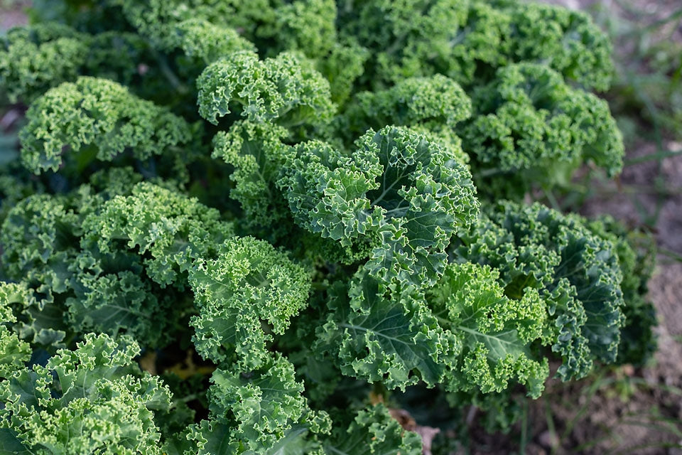 Curly Kale Blue Scotch Vegetable Seeds