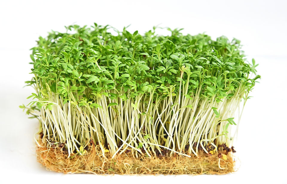 Cress Curled Herb Seeds