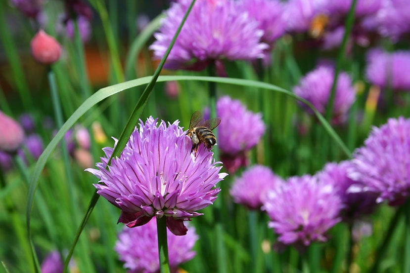Chives Herb Seeds