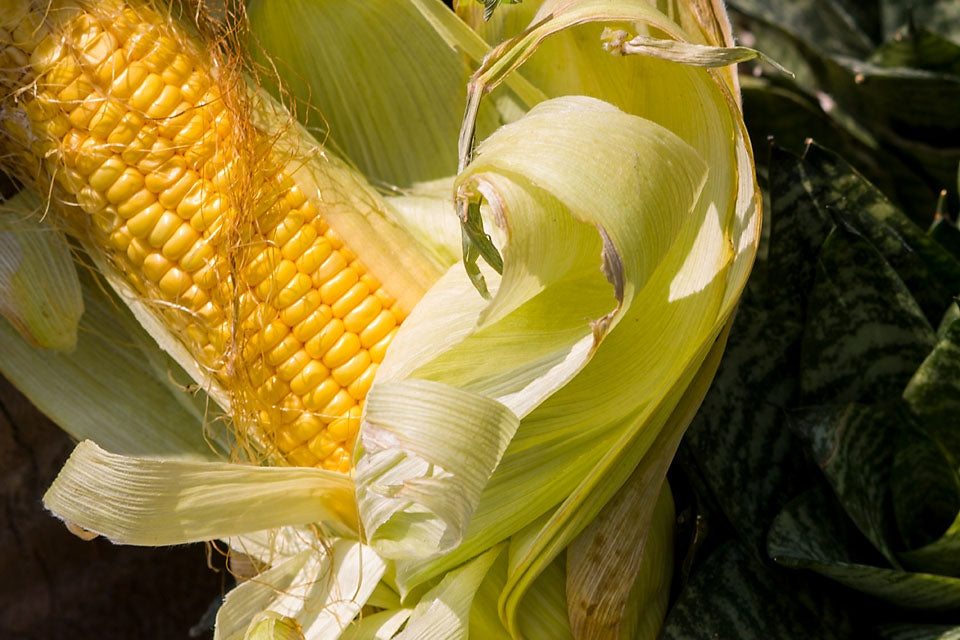 Sweetcorn Golden Bantam Vegetable Seeds