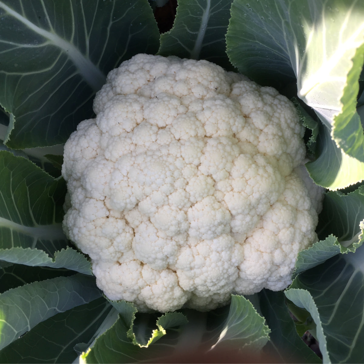 Cauliflower Snowball X Seeds