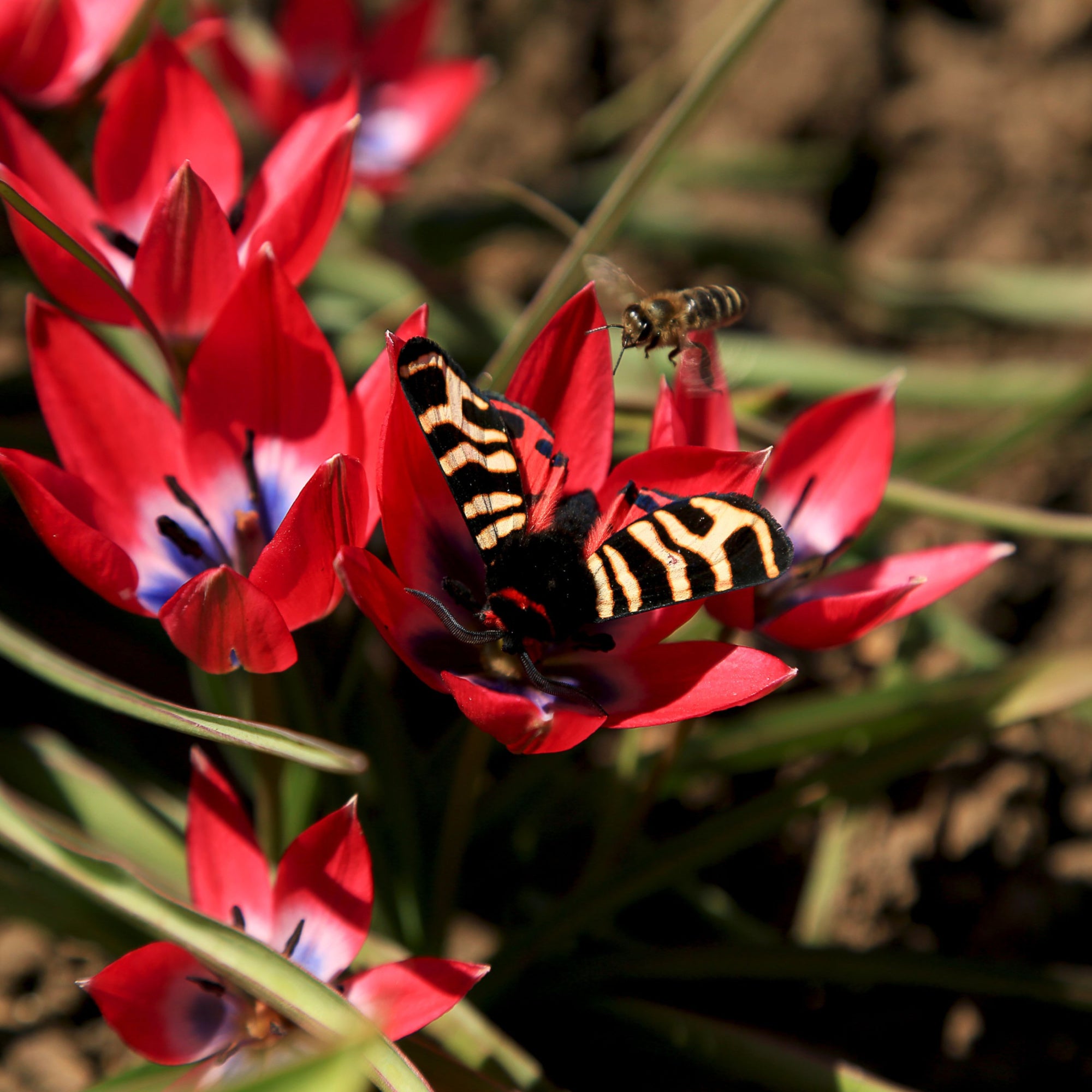 Mixed Rockery Dwarf Tulip Bulbs (16 bulbs) by Jamieson Brothers