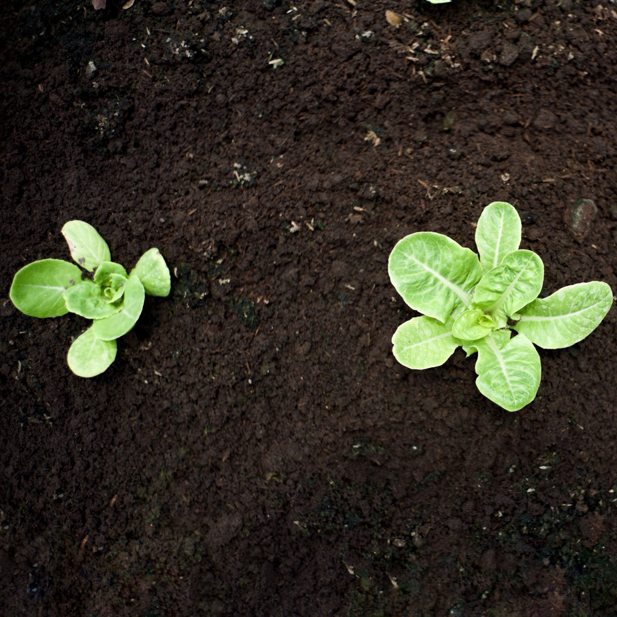 Seed Planting Compost 60L