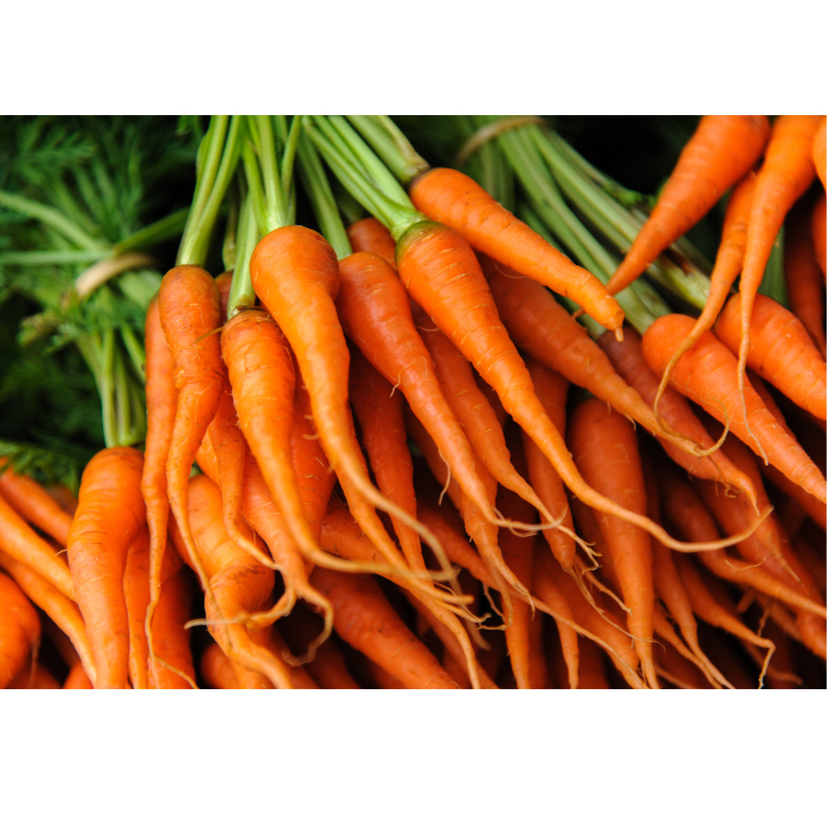 Carrot Early Nantes II Seeds