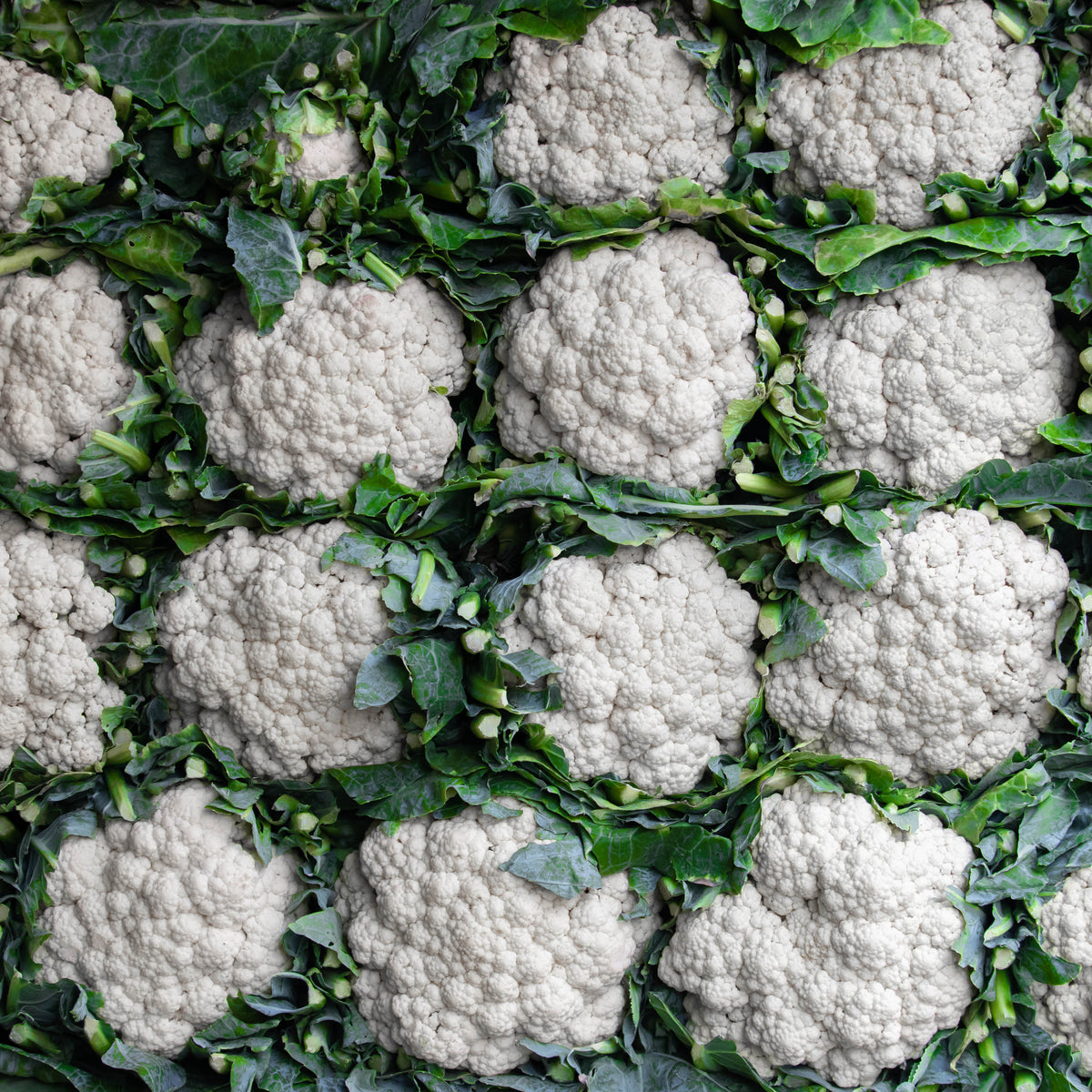Cauliflower Snowball X Seeds