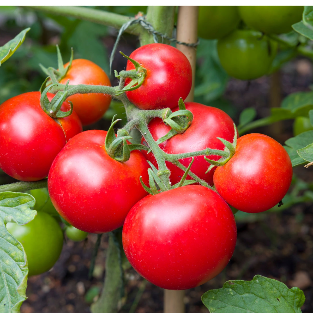 Tomato Moneymaker Vegetable Seeds