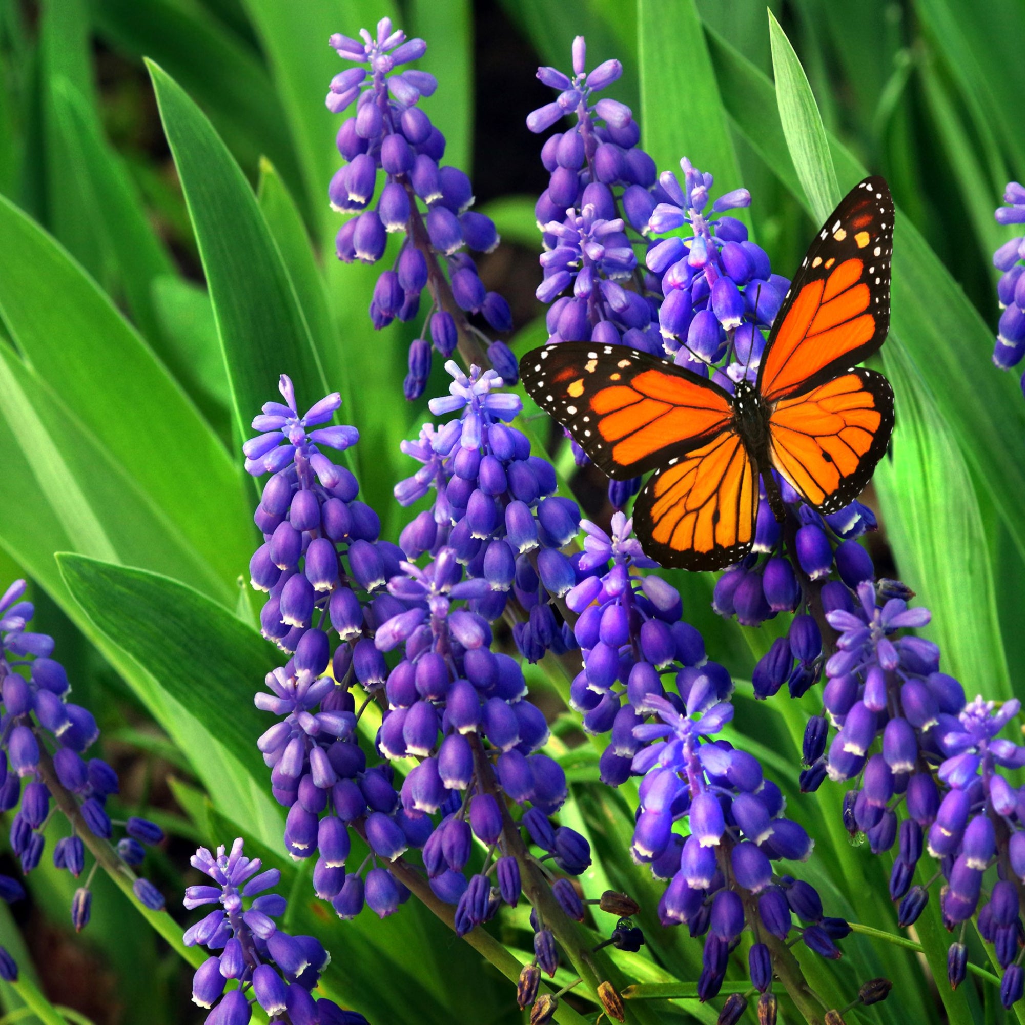 Muscari Bulbs - Blue Blends (40 bulbs) by Jamieson Brothers