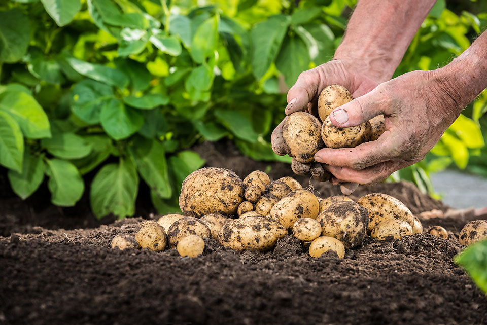 Potato Planting Compost with added John Innes 60L By Jamieson Brothers