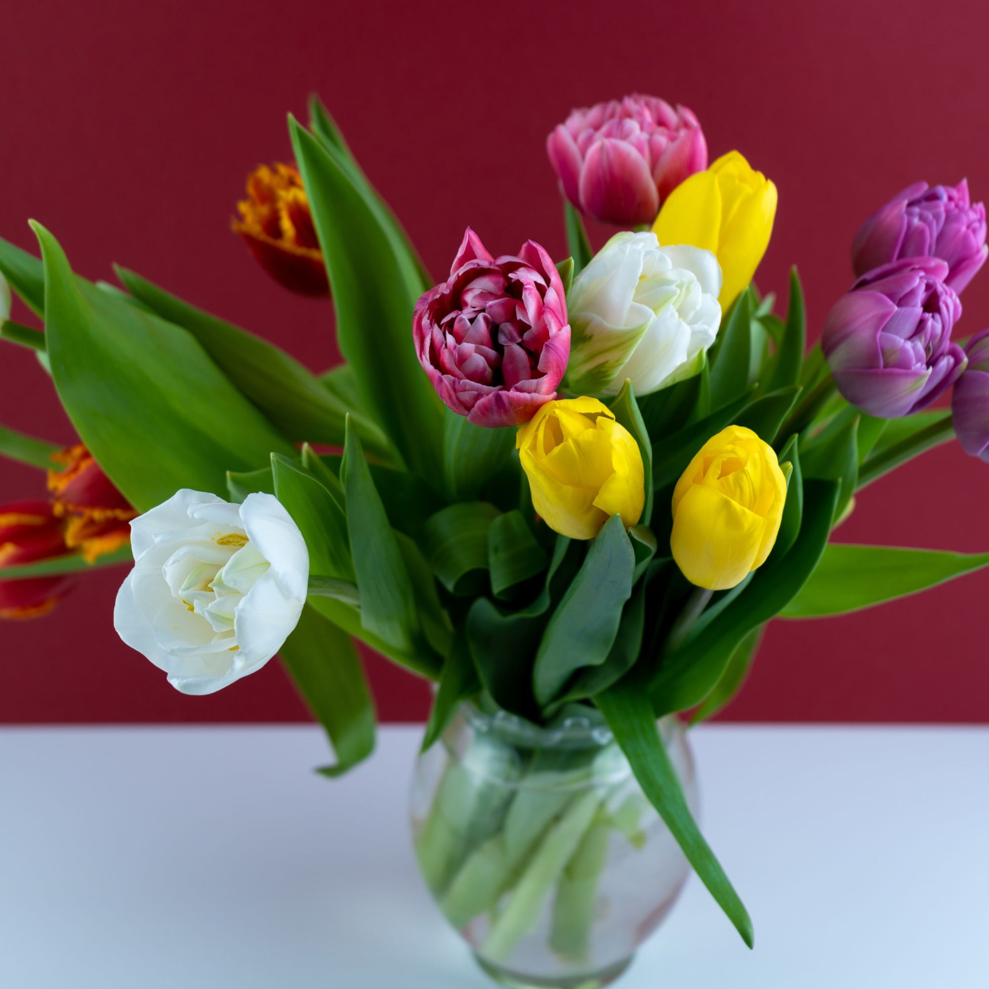 Double Mixed Tulip Bulbs
