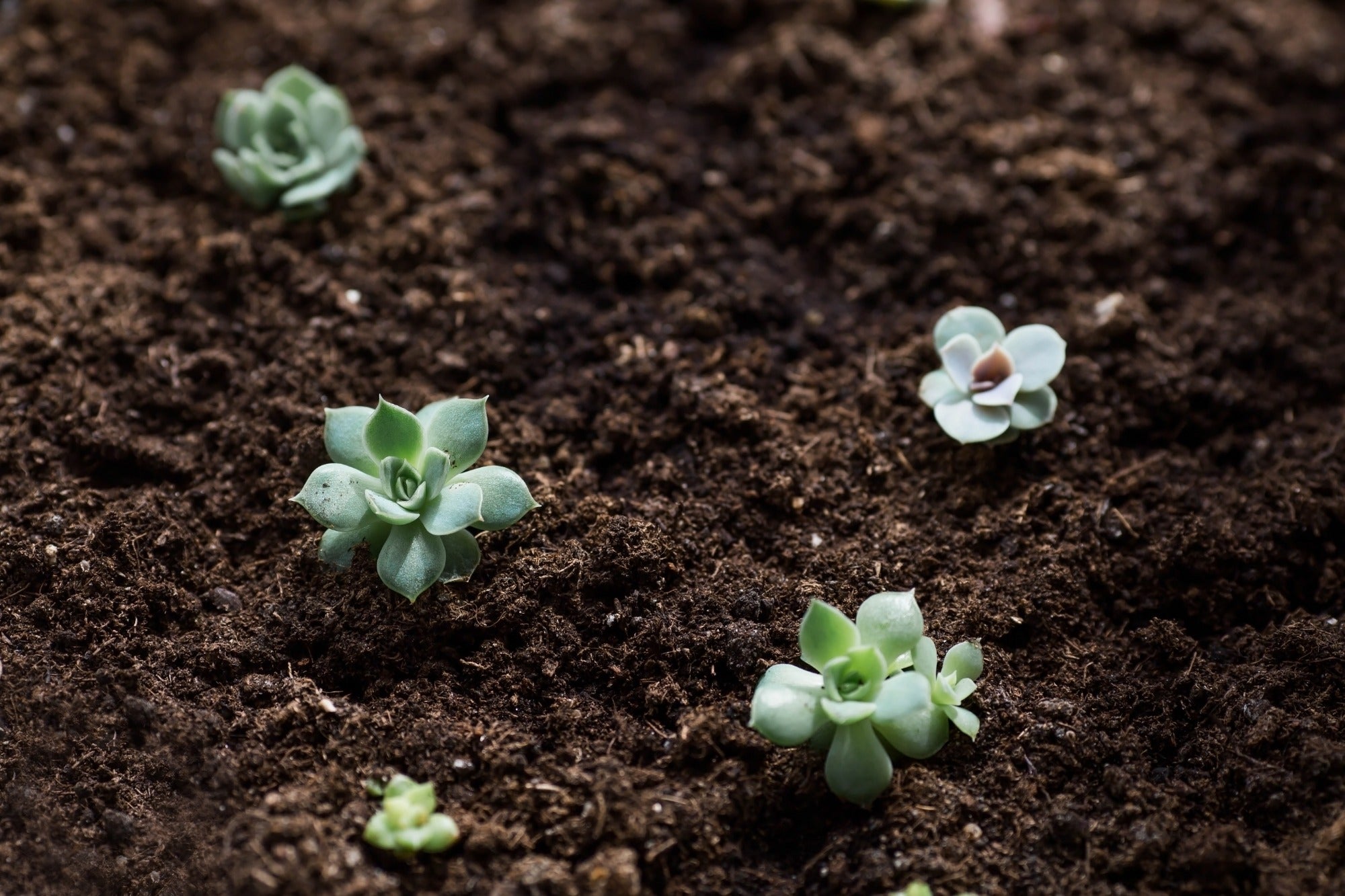 Cacti & Succulent Potting Compost Mix 35L By Jamieson Brothers