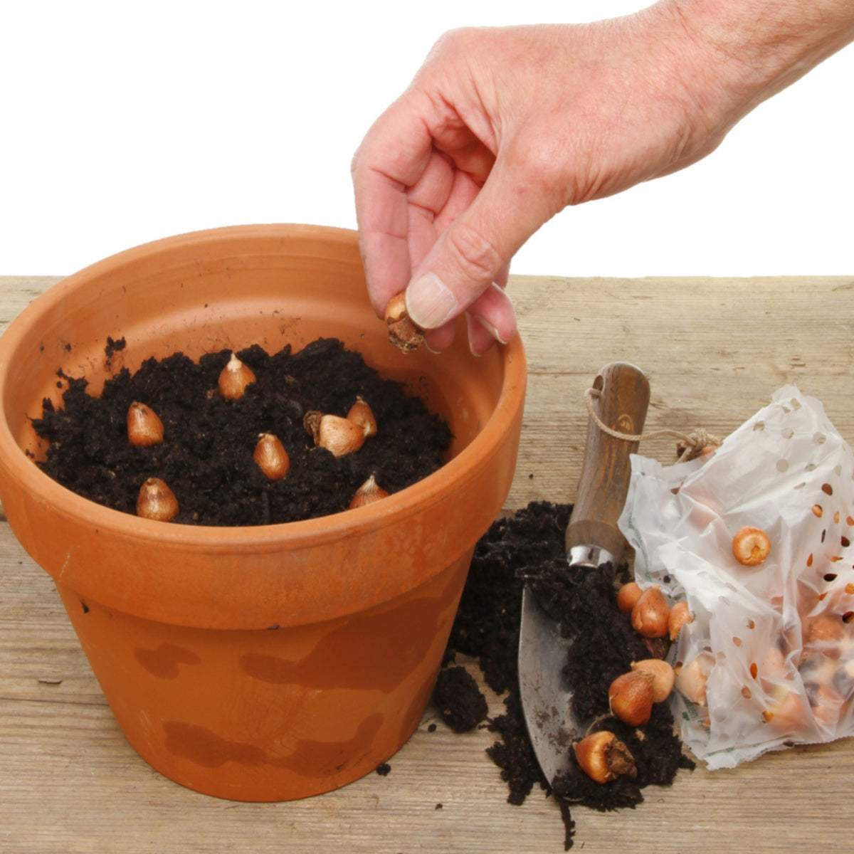 Narcissus Bridal Crown (3 bulb) - Gift Box by Jamieson Brothers