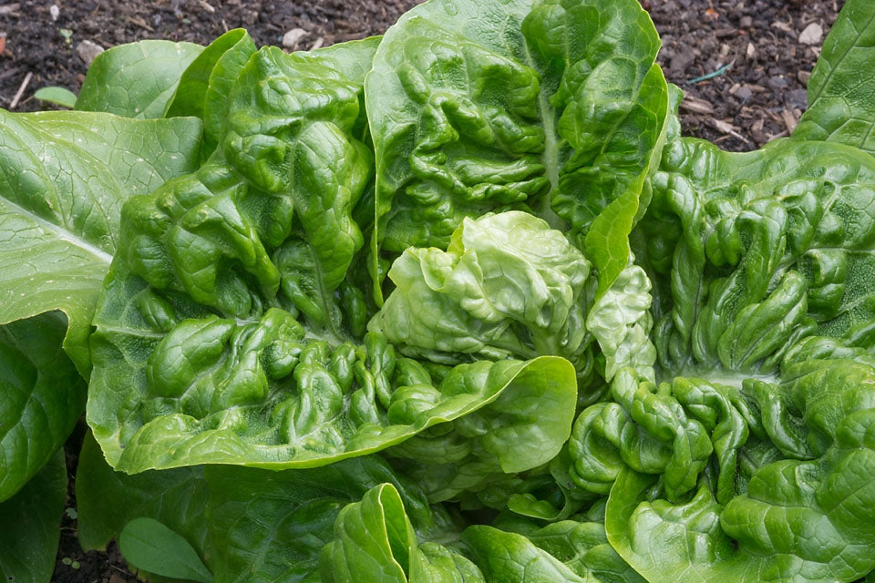 Lettuce Little Gem Vegetable Seeds