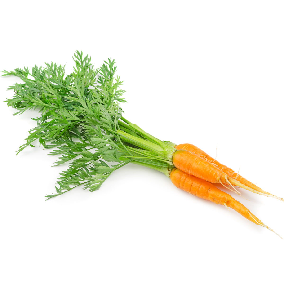 Carrot Early Nantes II Seeds