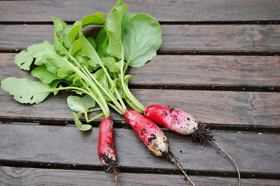 Radish French Breakfast Vegetable Seeds