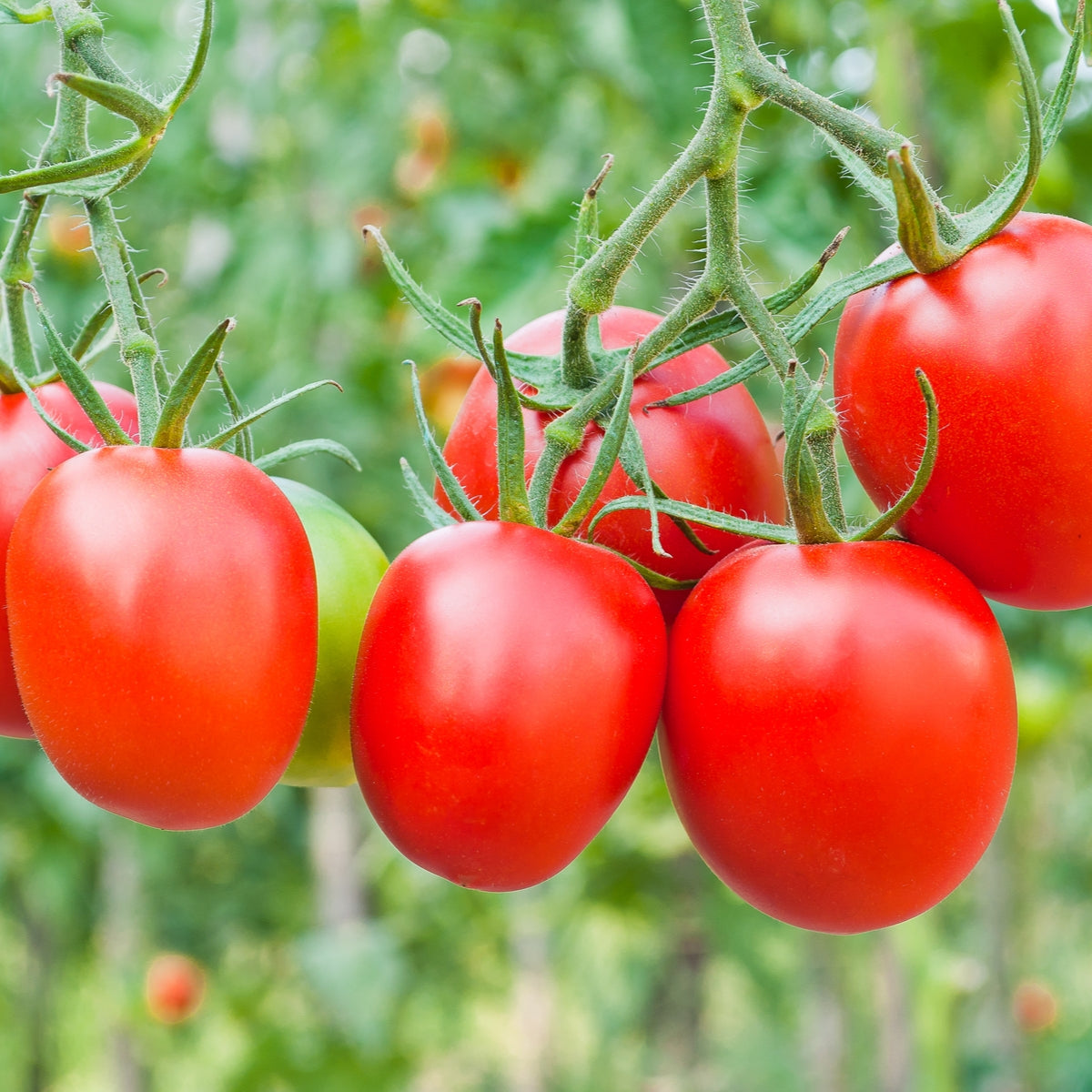 Tomato (Plum) Roma Vegetable Seeds
