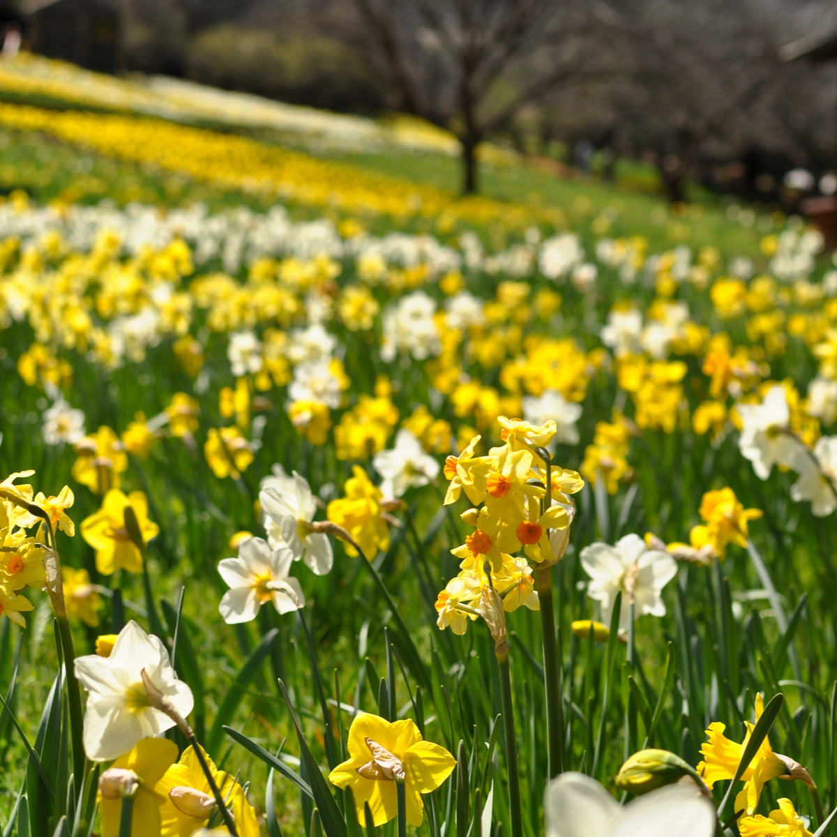Tall Mixed Daffodil Bulbs (20 bulbs) by Jamieson Brothers
