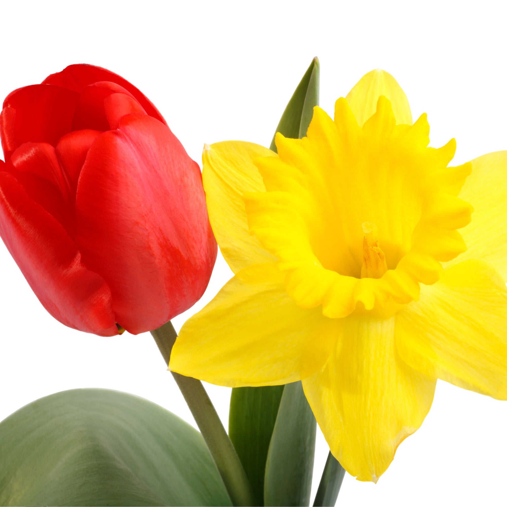 Rockery Mixed Dwarf Daffodil and Tulip Bulbs by Jamieson Brothers