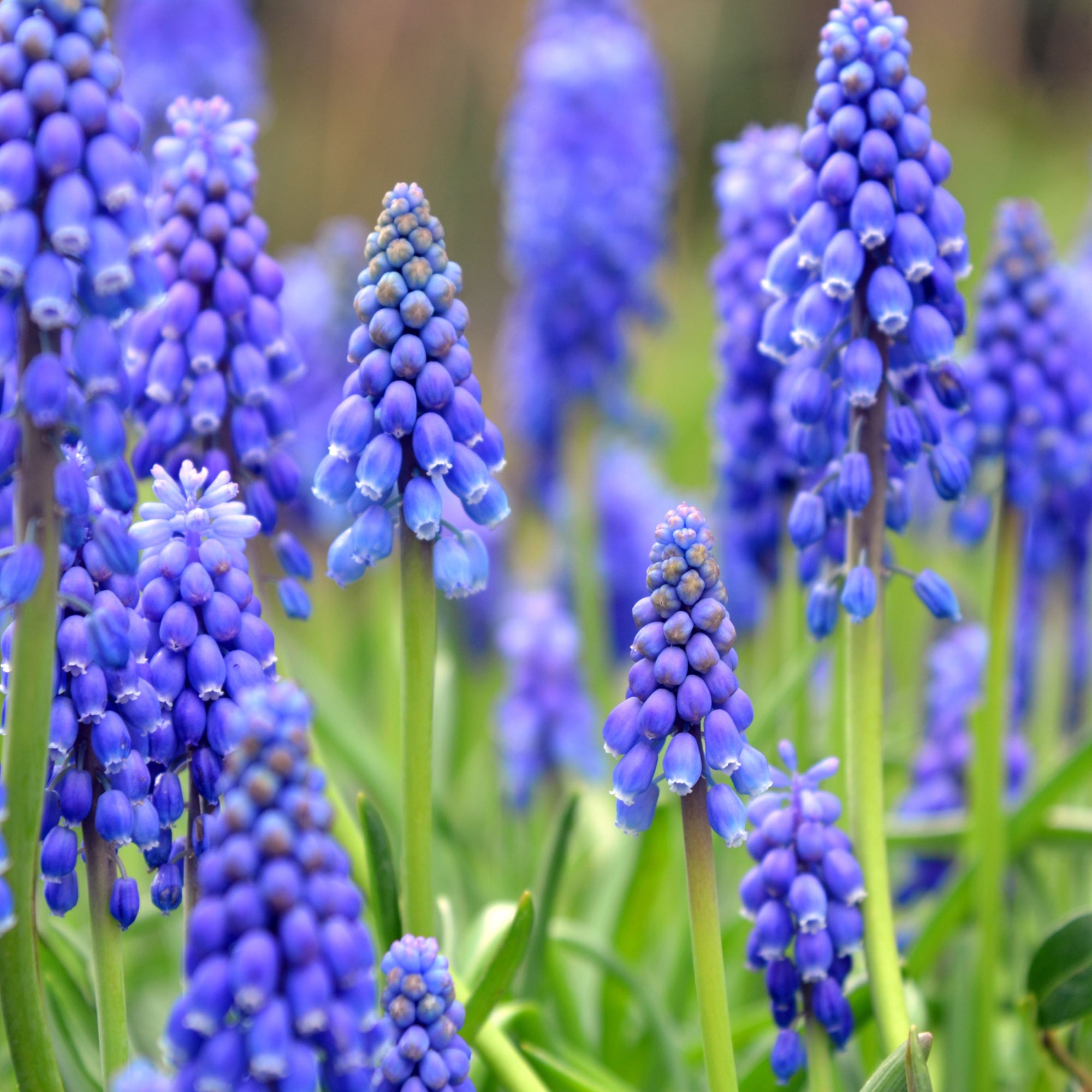 Muscari Bulbs - Blue Blends (40 bulbs) by Jamieson Brothers