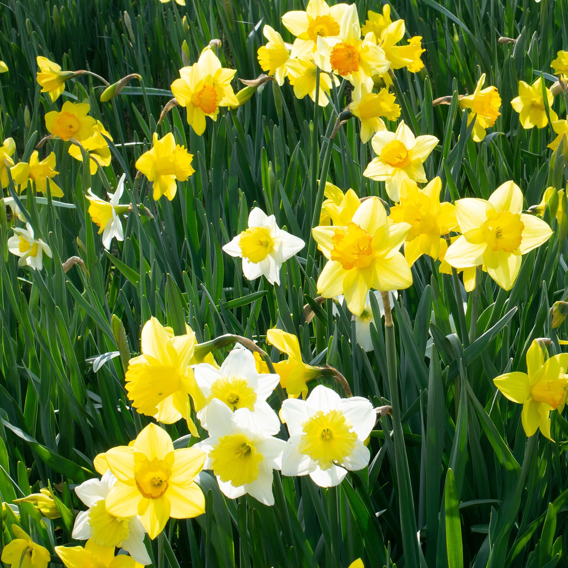 Mixed Daffodil Bulbs by Jamieson Brothers