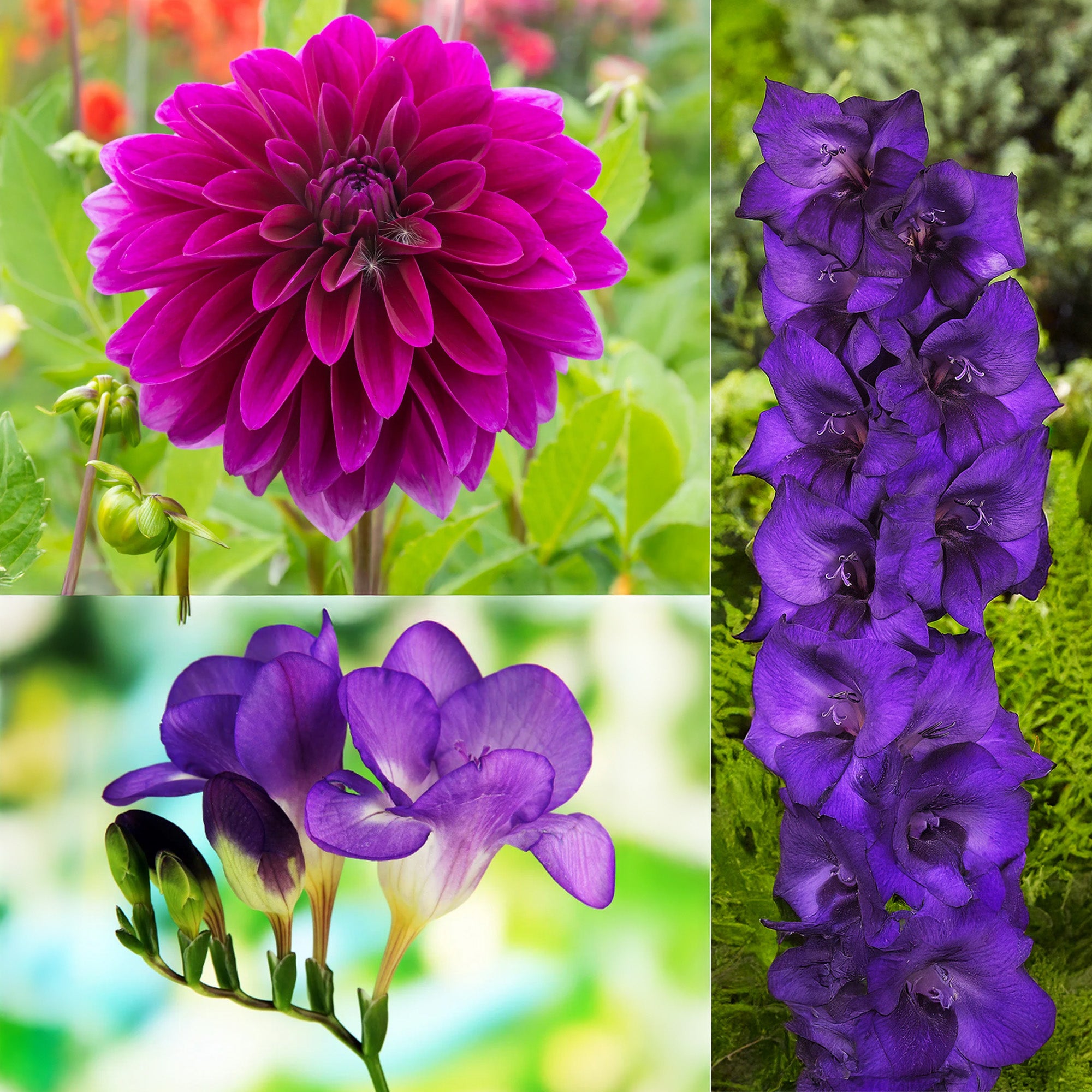 The Purple Bag (10 Bulbs) Dahlia, Gladiolus & Freesia