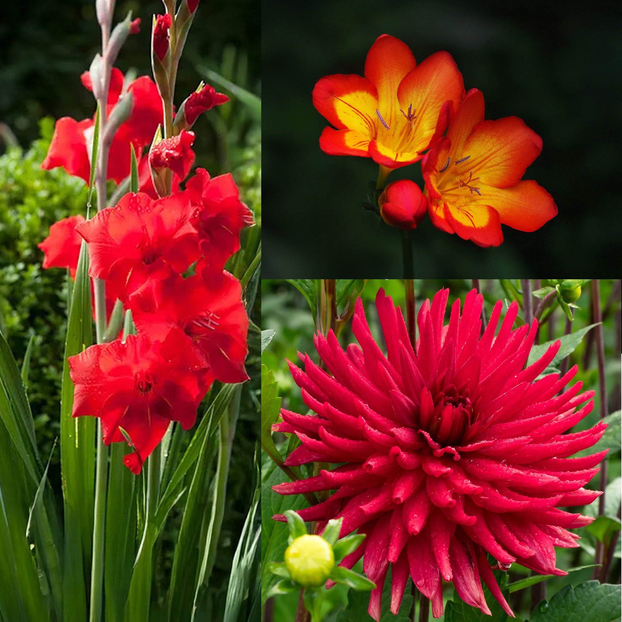 The Red bag (10 Bulbs) Dahlia, Gladiolus & Freesia