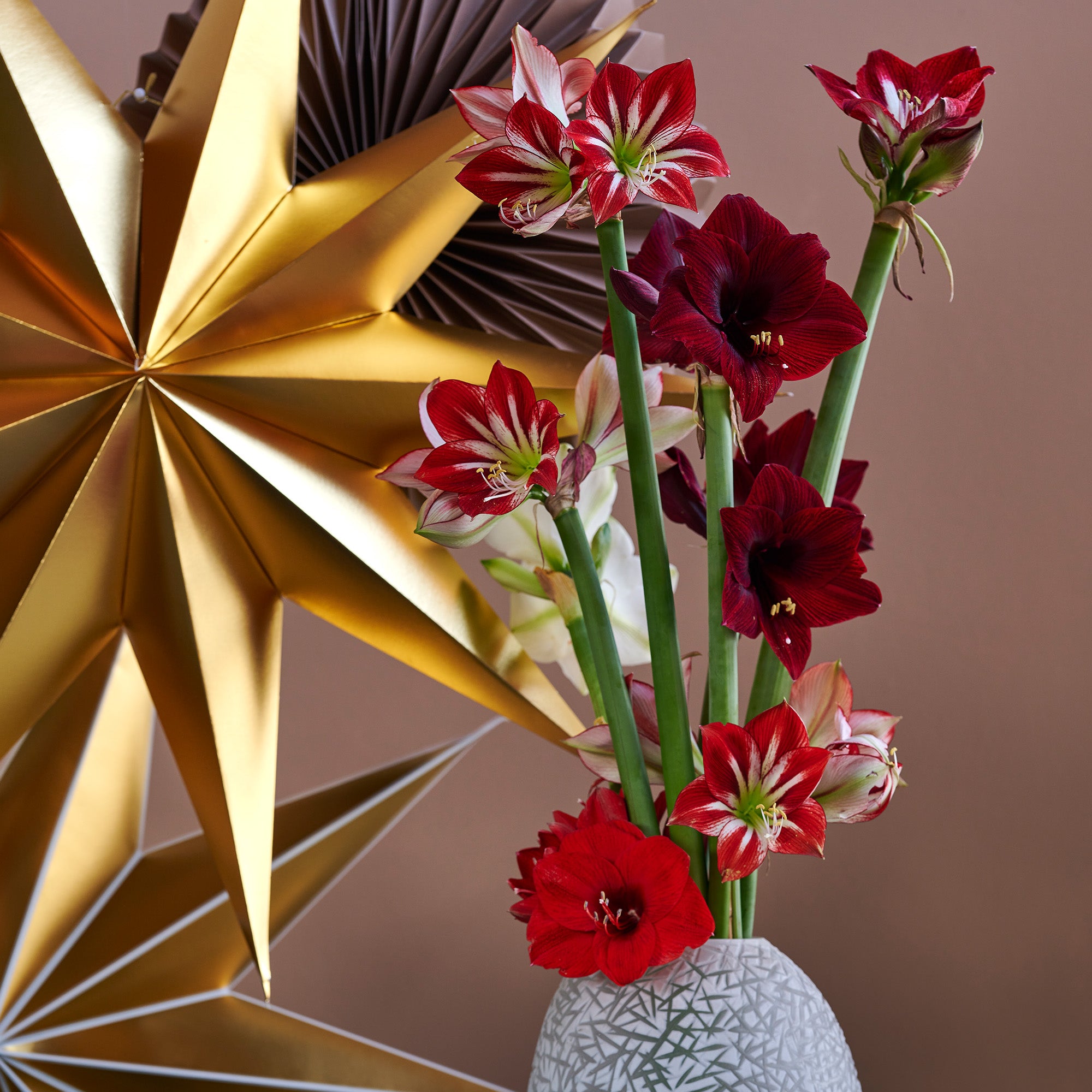 Deluxe Amaryllis Red (1 bulb, pot & compost) - Gift Box