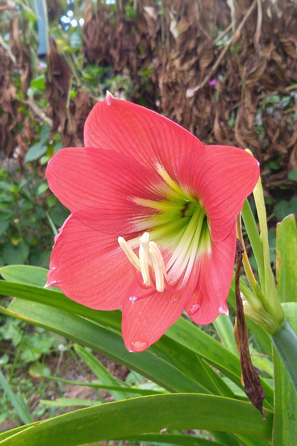 Hippeastrum/Amaryllis Vera Gift Box