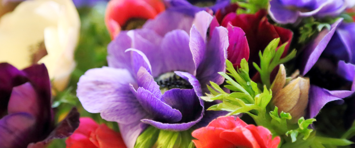 How to plant Anemones