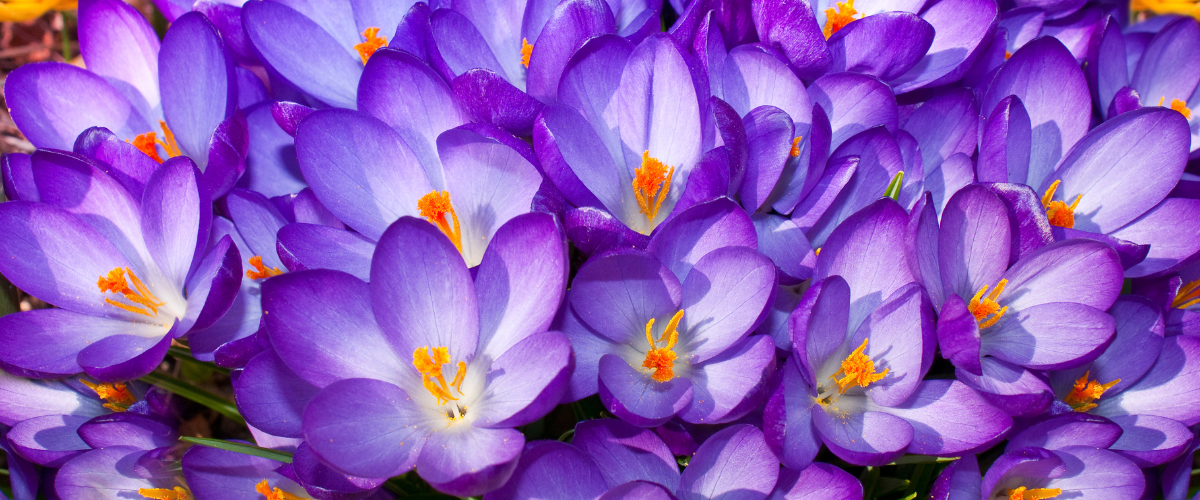 How to plant Crocus