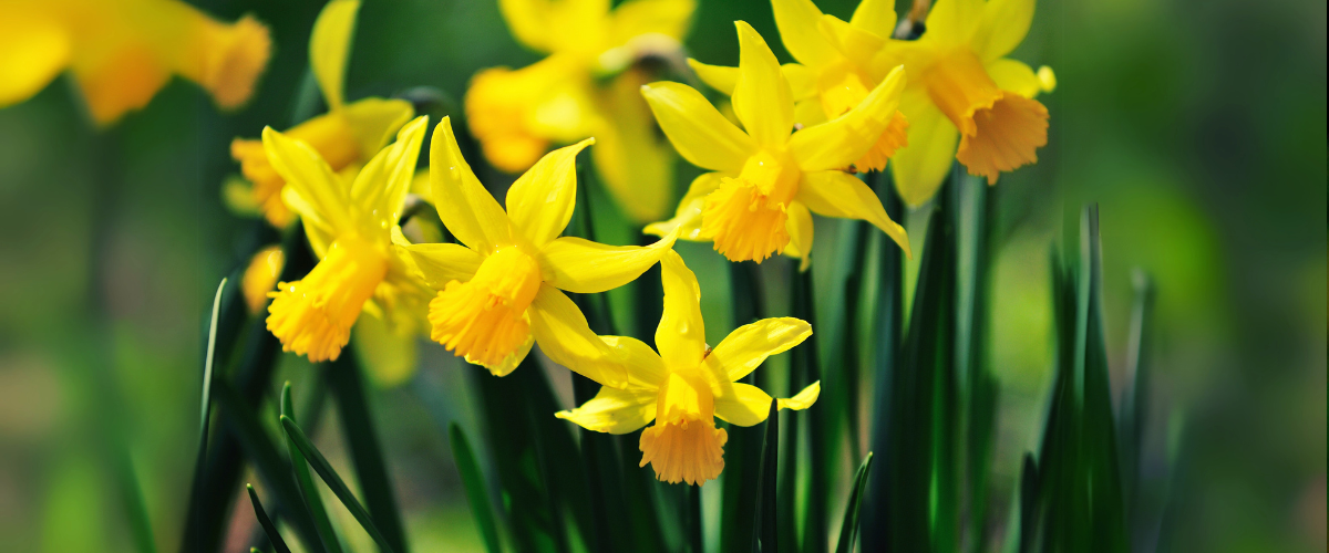 How to plant Narcissus