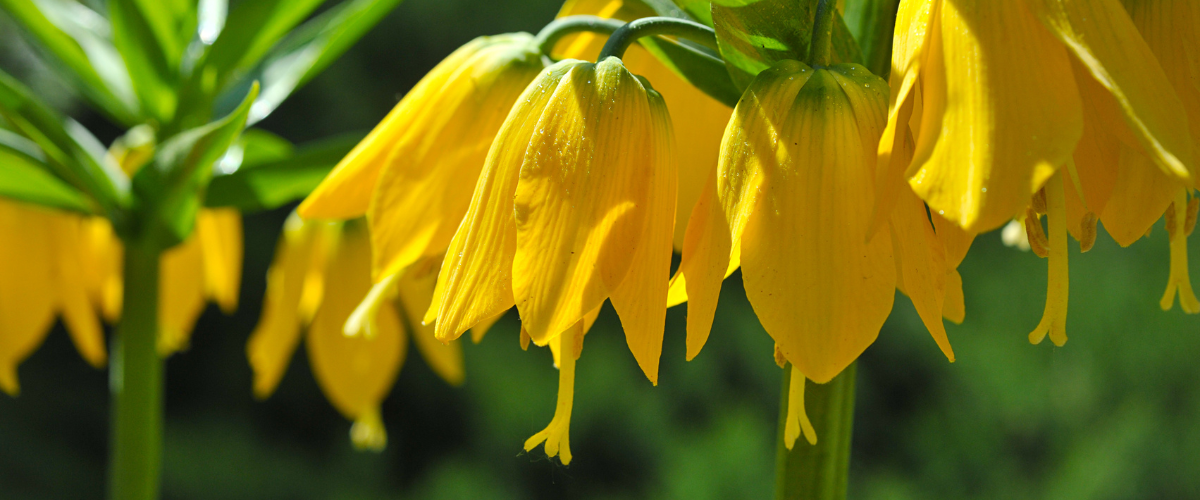 How to plant Fritillaria imperialis