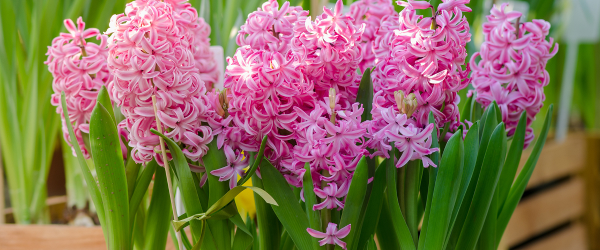 How to plant Hyacinths